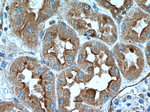 AVPR1B Antibody in Immunohistochemistry (Paraffin) (IHC (P))