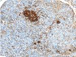 AVPR1B Antibody in Immunohistochemistry (Paraffin) (IHC (P))