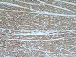 PPP3CB Antibody in Immunohistochemistry (Paraffin) (IHC (P))