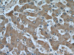 PPP1CC Antibody in Immunohistochemistry (Paraffin) (IHC (P))