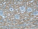 TULP4 Antibody in Immunohistochemistry (Paraffin) (IHC (P))