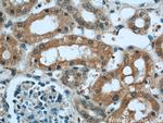 TULP4 Antibody in Immunohistochemistry (Paraffin) (IHC (P))