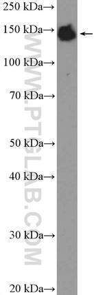 XDH Antibody in Western Blot (WB)