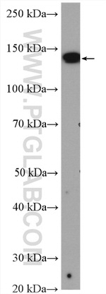 XDH Antibody in Western Blot (WB)