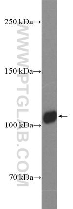 Rubicon Antibody in Western Blot (WB)