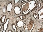 IDUA Antibody in Immunohistochemistry (Paraffin) (IHC (P))