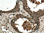 IDUA Antibody in Immunohistochemistry (Paraffin) (IHC (P))