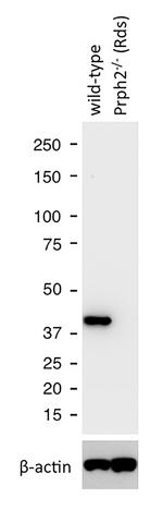 GNAT1 Antibody in Western Blot (WB)