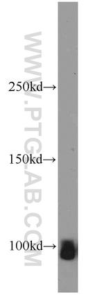 ATP1A2 Antibody in Western Blot (WB)