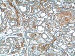 WNT5A/B Antibody in Immunohistochemistry (Paraffin) (IHC (P))