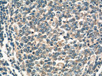 WNT5A/B Antibody in Immunohistochemistry (Paraffin) (IHC (P))