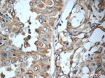 WNT5A/B Antibody in Immunohistochemistry (Paraffin) (IHC (P))