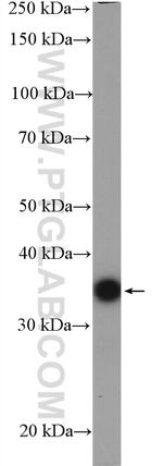 WNT5A/B Antibody in Western Blot (WB)