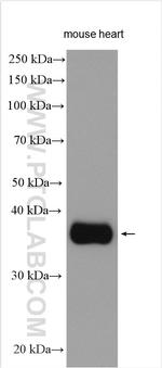 WNT5A/B Antibody in Western Blot (WB)