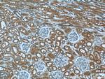 DARC Antibody in Immunohistochemistry (Paraffin) (IHC (P))