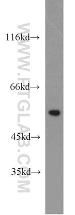 PTBP2 Antibody in Western Blot (WB)