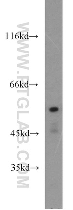 PTBP2 Antibody in Western Blot (WB)