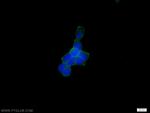 ATP1A1 Antibody in Immunocytochemistry (ICC/IF)