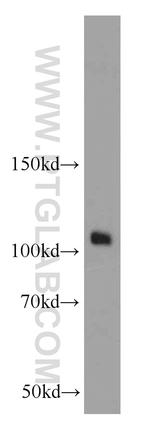 ATP1A1 Antibody in Western Blot (WB)