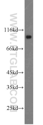 ATP1A1 Antibody in Western Blot (WB)