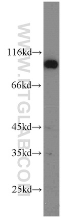 ATP1A1 Antibody in Western Blot (WB)