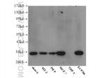 IGFBP5 Antibody in Western Blot (WB)