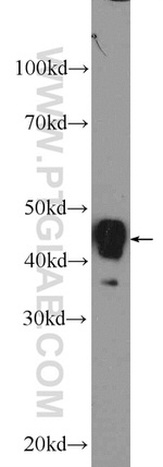 ACADM Antibody in Western Blot (WB)