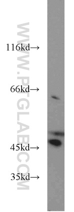 ACADM Antibody in Western Blot (WB)