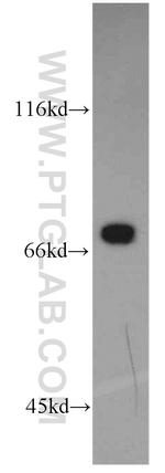 PLS1 Antibody in Western Blot (WB)