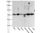 ARHGEF4 Antibody in Western Blot (WB)