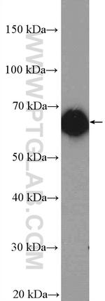 ARHGEF4 Antibody in Western Blot (WB)