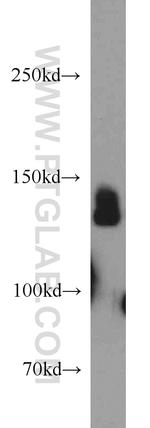 HCN4 Antibody in Western Blot (WB)