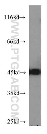 NSE/ENO2 Antibody in Western Blot (WB)