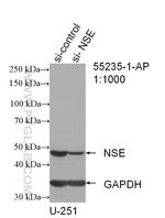 NSE/ENO2 Antibody in Western Blot (WB)