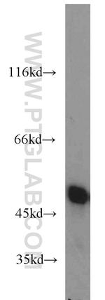 ENO1 Antibody in Western Blot (WB)