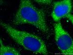 Caspase 12 Antibody in Immunocytochemistry (ICC/IF)