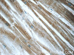 Caspase 12 Antibody in Immunohistochemistry (Paraffin) (IHC (P))