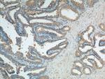 Caspase 12 Antibody in Immunohistochemistry (Paraffin) (IHC (P))