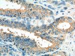 Caspase 12 Antibody in Immunohistochemistry (Paraffin) (IHC (P))