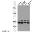 Caspase 12 Antibody in Western Blot (WB)