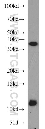 Caspase 12 Antibody in Western Blot (WB)