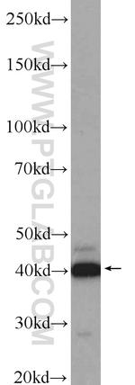 Caspase 12 Antibody in Western Blot (WB)