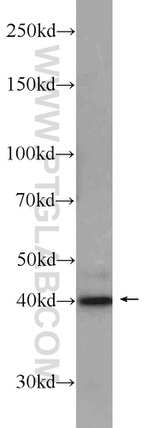 Caspase 12 Antibody in Western Blot (WB)