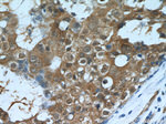 CARM1 Antibody in Immunohistochemistry (Paraffin) (IHC (P))