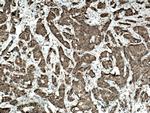 CARM1 Antibody in Immunohistochemistry (Paraffin) (IHC (P))