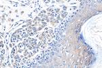 CARM1 Antibody in Immunohistochemistry (Paraffin) (IHC (P))