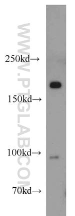 MAP4K4 Antibody in Western Blot (WB)