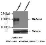 MAP4K4 Antibody in Western Blot (WB)