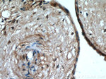 MAP4K4 Antibody in Immunohistochemistry (Paraffin) (IHC (P))