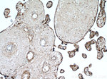 MAP4K4 Antibody in Immunohistochemistry (Paraffin) (IHC (P))